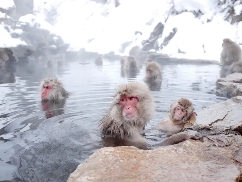 Macachi immersi in una vasca termale tra la neve.